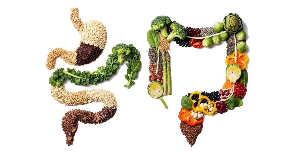 Nahrungsfasern: Futter für Ihre Darmflora